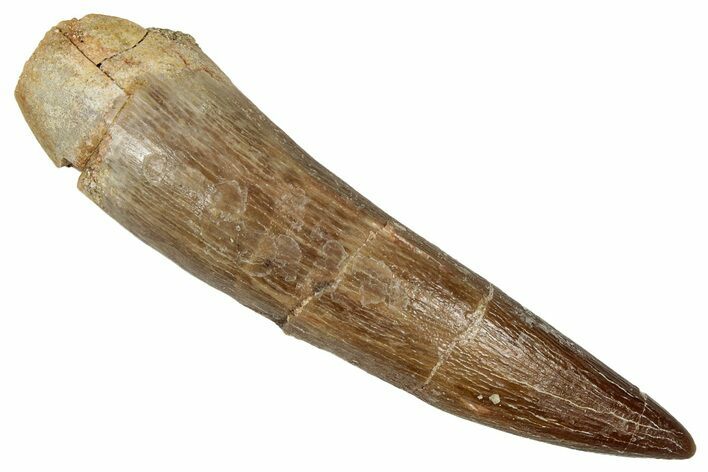 Large, Fossil Plesiosaur (Zarafasaura) Tooth - Morocco #344205